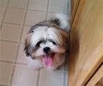 Small Photo #19 Shih Tzu Puppy For Sale in SAINT CHARLES, MO, USA