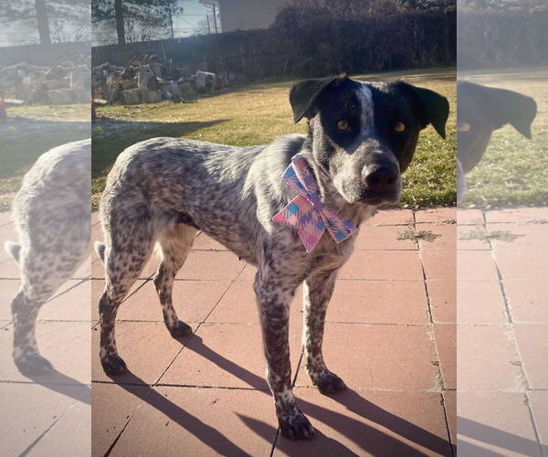 Medium Photo #2 Mutt Puppy For Sale in Sandy, UT, USA