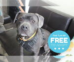 Small #3 American Pit Bull Terrier