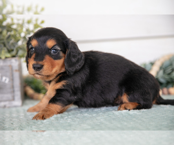Medium Photo #4 Dachshund Puppy For Sale in BREMEN, IN, USA