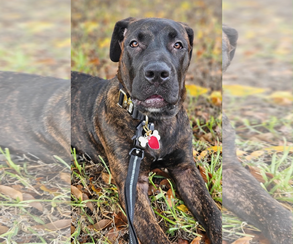 Medium Photo #1 Mutt Puppy For Sale in Kankakee, IL, USA