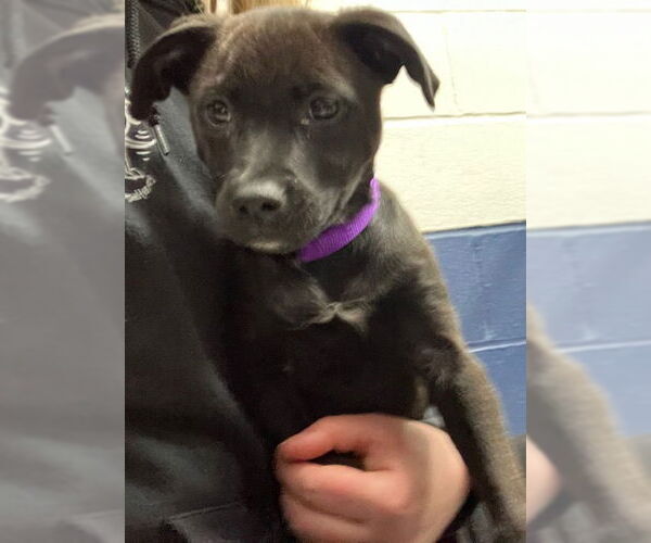 Medium Photo #1 Mutt Puppy For Sale in Sterling, MA, USA