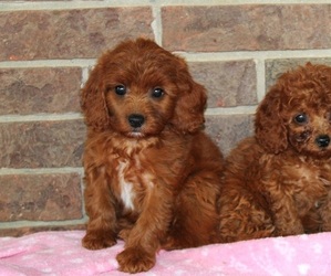 Cavapoo Puppy for sale in CLARKRANGE, TN, USA