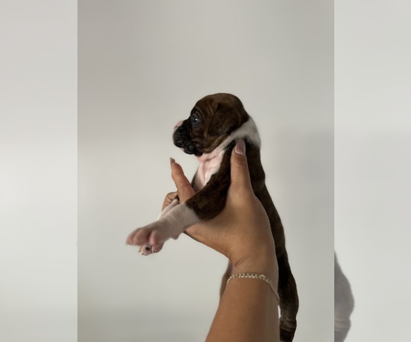 Medium Photo #8 Boxer Puppy For Sale in MORENO VALLEY, CA, USA