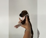 Small #7 Boxer