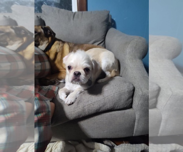 Medium Photo #2 Brug Puppy For Sale in New Hampton, NY, USA