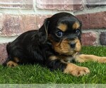 Small #1 Cavalier King Charles Spaniel