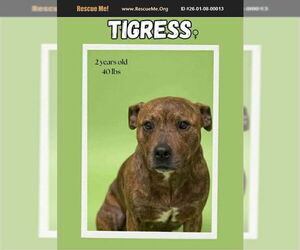 American Pit Bull Terrier Dogs for adoption in Benton, PA, USA