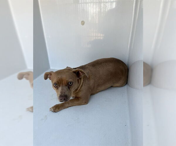 Medium Photo #1 Chihuahua Puppy For Sale in Augusta, GA, USA