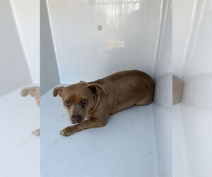 Chihuahua Dogs for adoption in Augusta, GA, USA