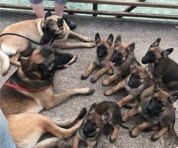 Medium Photo #1 Belgian Malinois Puppy For Sale in THAYER, MO, USA