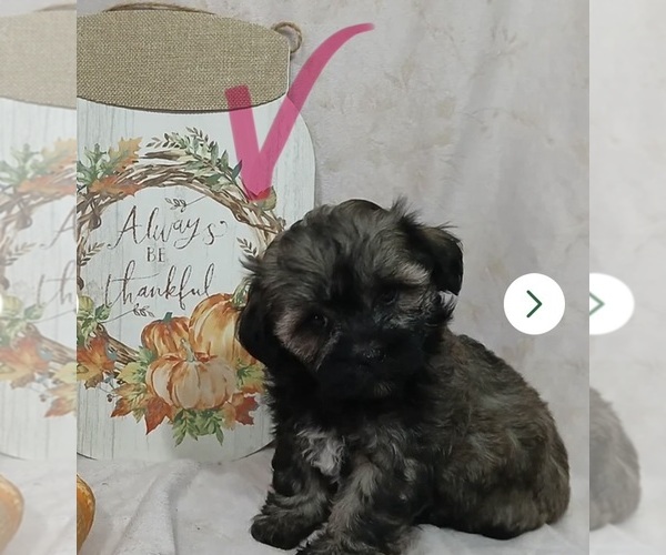 Medium Photo #1 Zuchon Puppy For Sale in HILLSIDE, IL, USA