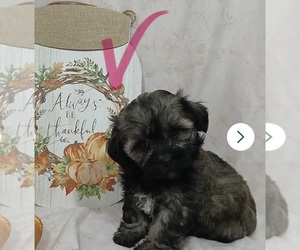 Zuchon Puppy for sale in HILLSIDE, IL, USA