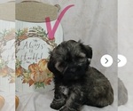 Lila - Female Zuchon Puppy for Sale - Small photo