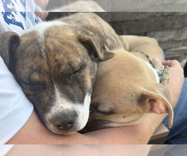Medium Photo #24 Retriever -Unknown Mix Puppy For Sale in Holly Springs, NC, USA