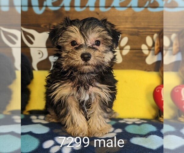 Medium Photo #1 Morkie Puppy For Sale in CLARE, IL, USA