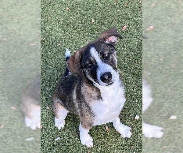 Medium Photo #1 Mutt Puppy For Sale in Newton, NC, USA