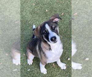 Mutt Dogs for adoption in Newton, NC, USA