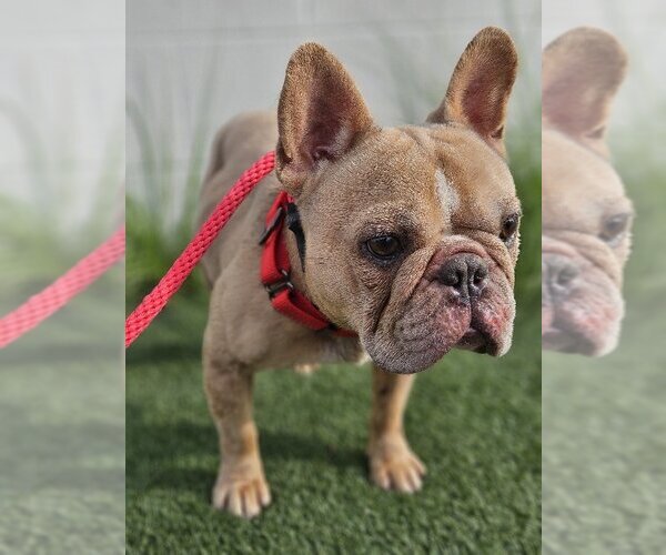 Medium Photo #4 French Bulldog Puppy For Sale in Lake elsinore, CA, USA