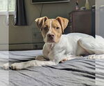 Small #13 American Pit Bull Terrier Mix