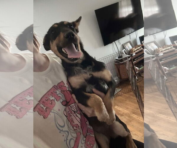 Medium Photo #3 Mutt Puppy For Sale in Westwood, NJ, USA