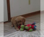 Small #12 Golden Retriever