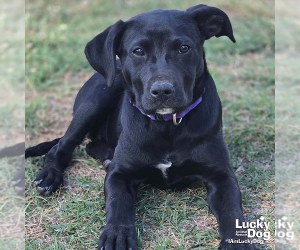 Medium Photo #1 Labrador Retriever-Unknown Mix Puppy For Sale in Washington, DC, USA