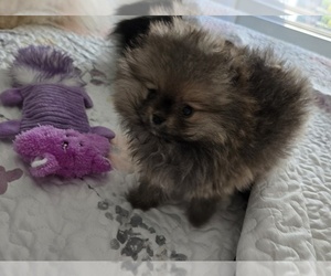 Medium Pomeranian