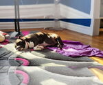 Small #2 American Pit Bull Terrier Mix
