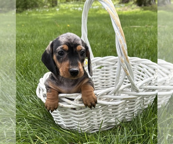 Medium Photo #3 Dachshund Puppy For Sale in MIDDLEBURY, IN, USA