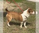 Small #2 Basset Hound Mix