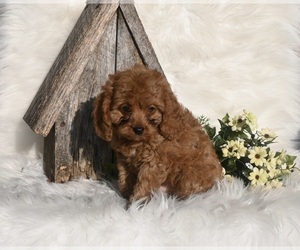 Cavapoo Puppy for sale in MILLERSBURG, OH, USA