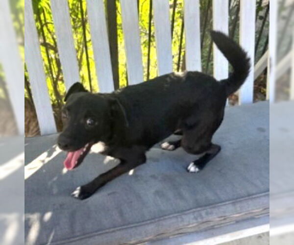 Medium Photo #4 Jack Chi Puppy For Sale in HOUSTON, TX, USA