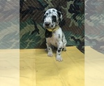Small Photo #3 Great Dane Puppy For Sale in FONTANA, CA, USA