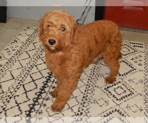 Mother of the Goldendoodle (Miniature) puppies born on 05/11/2026