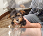 Small Photo #3 Yorkshire Terrier Puppy For Sale in NEWCASTLE, CA, USA