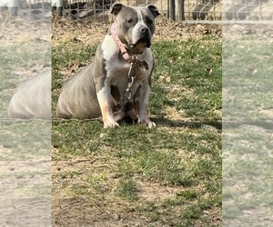 Mother of the American Bully puppies born on 03/15/2024