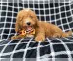 Lenny - Male Goldendoodle (Miniature) Puppy for Sale - Photo #6