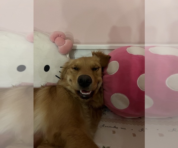 Medium Photo #1 English Cream Golden Retriever Puppy For Sale in PROVIDENCE, RI, USA