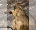 Image preview for Ad Listing. Nickname: Murphy