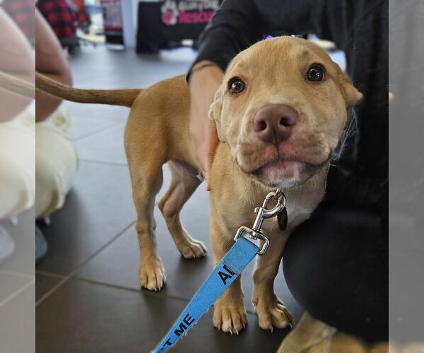 Medium Photo #6 Siberian Husky-Unknown Mix Puppy For Sale in Fargo, ND, USA