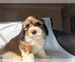 Small Photo #2 Cavachon Puppy For Sale in LAUREL, MD, USA