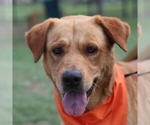 Labrador Retriever-Unknown Mix Dogs for adoption in San Antonio, TX, USA
