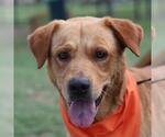 Small Labrador Retriever Mix