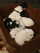 Small Photo #3 Schnauzer (Miniature) Puppy For Sale in BURNET, TX, USA