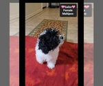 Sailor - Female Maltipoo (Miniature) Puppy for Sale - Photo #2