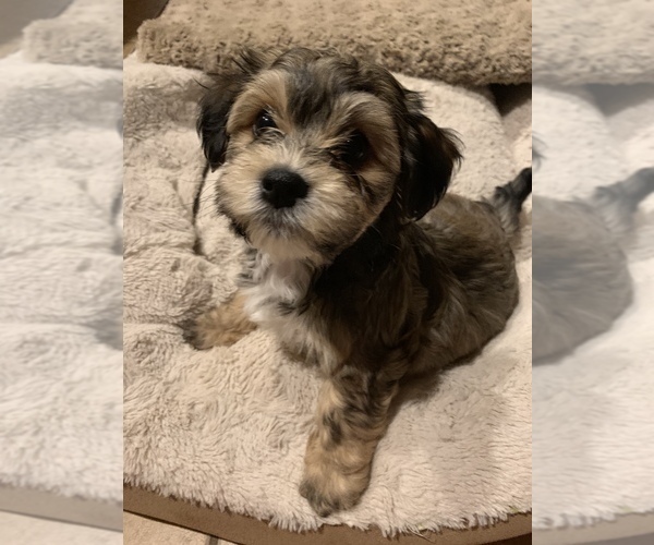 Medium Photo #2 Havanese Puppy For Sale in FREDERICK, MD, USA