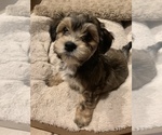 Small Photo #2 Havanese Puppy For Sale in FREDERICK, MD, USA