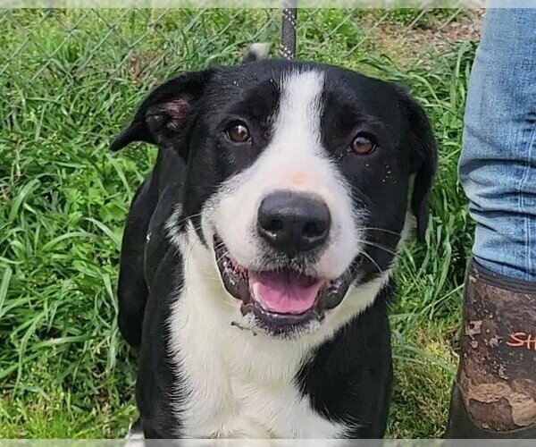 Medium Photo #1 Mutt Puppy For Sale in Anniston, AL, USA