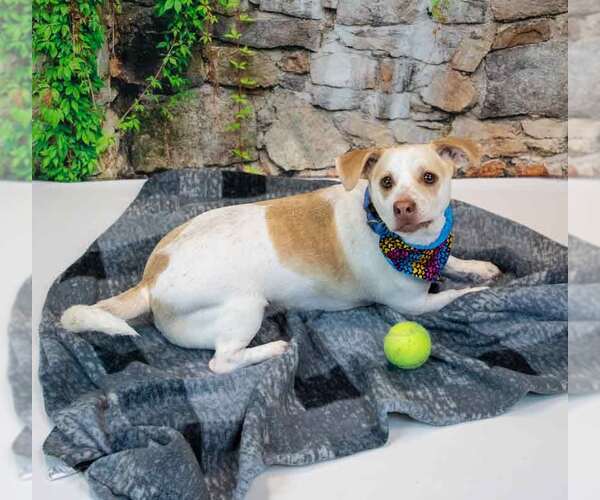 Medium Photo #2 Beagle-Unknown Mix Puppy For Sale in Kennesaw, GA, USA